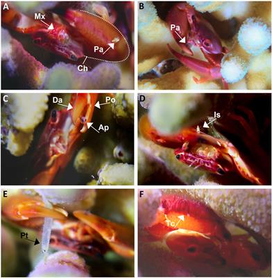 Coral-inhabiting Trapezia crabs forage on demersal plankton